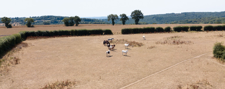 Pension pour chevaux Calvados