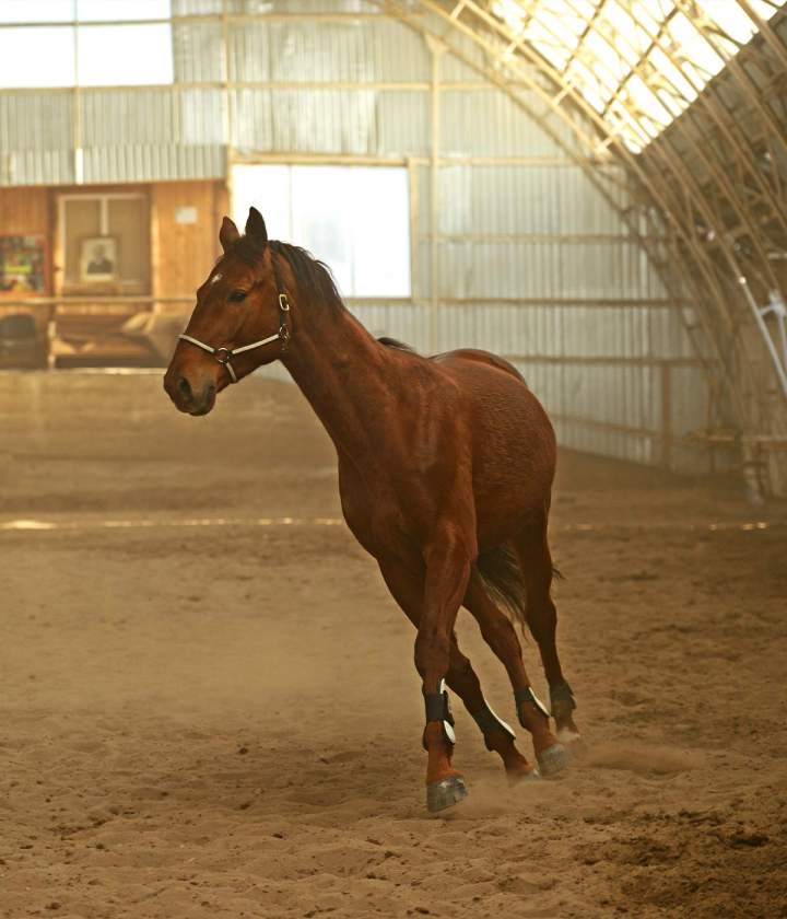 Pension chevaux à Calvados