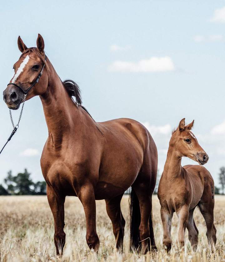 École d’équitation Calvados