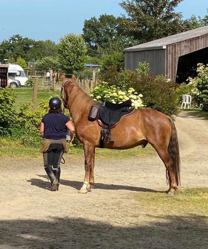 Randonnée équestre Calvados