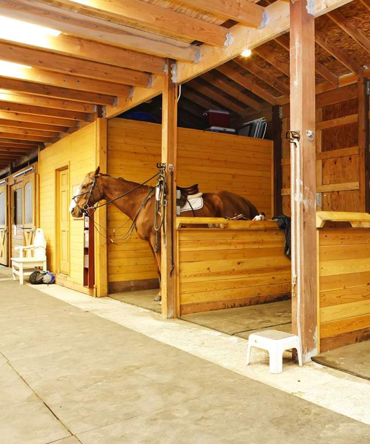 Pension équestre confortable et fiable