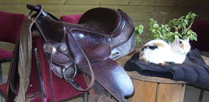 Équipement équestre Calvados