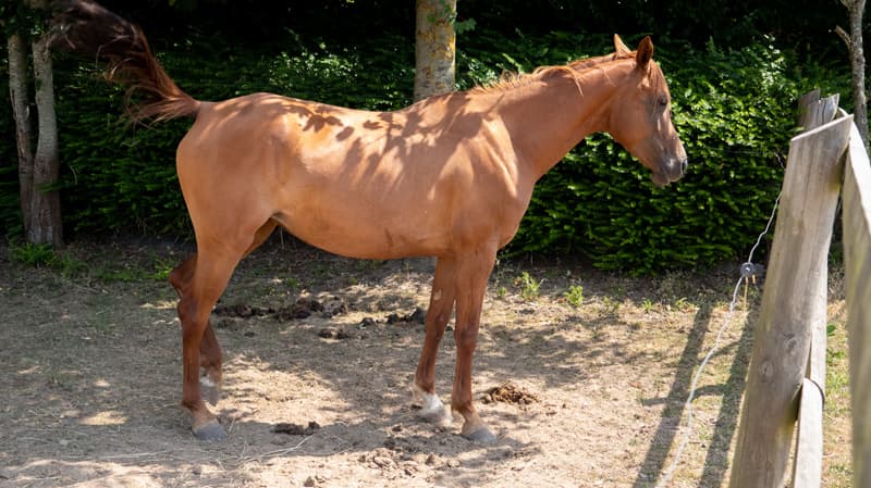 Pension pour chevaux Caen