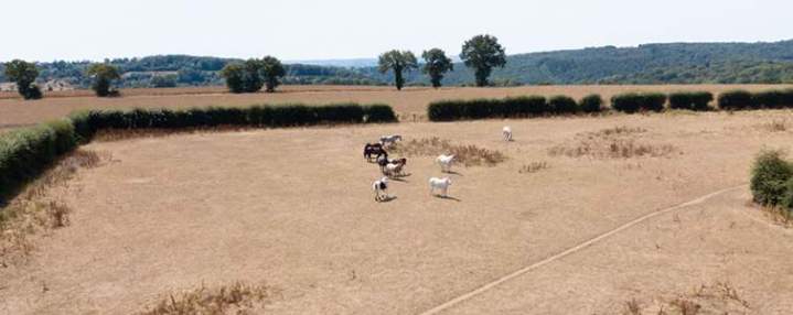 Pensionnat pour chevaux Calvados